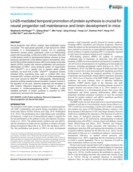 Lin28-Mediated Temporal Promotion of Protein Synthesis Is Crucial For