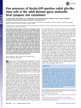 Fine Processes of Nestin-GFP–Positive Radial Glia-Like Stem Cells in the Adult Dentate Gyrus Ensheathe Local Synapses and Vasculature