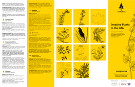 Invasive Plants in The