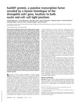 Huash1 Protein, a Putative Transcription Factor Encoded by a Human Homologue of the Drosophila Ash1 Gene, Localizes to Both Nuclei and Cell–Cell Tight Junctions