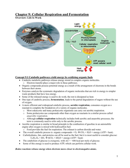 Chapter 9: Cellular Respiration and Fermentation Overview: Life Is Work