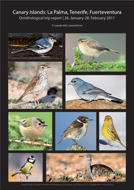 Canary Islands: La Palma, Tenerife, Fuerteventura Ornithological Trip Report | 26