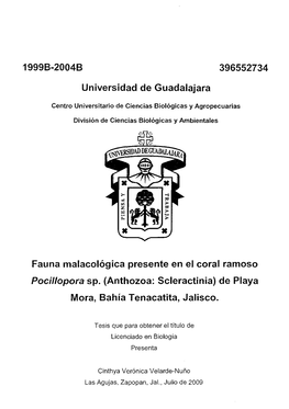 Universidad De Guadalajara Fauna Malacológica Presente En El Coral