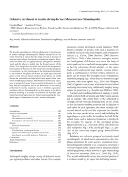 Defensive Enrolment in Mantis Shrimp Larvae (Malacostraca: Stomatopoda)