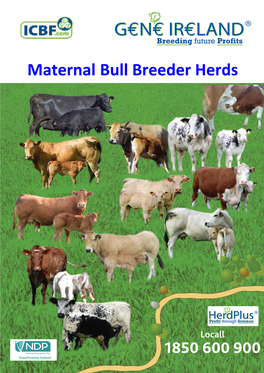 Maternal Bull Breeder Herds