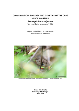 CAPE VERDE WARBLER Acrocephalus Brevipennis Second Field Season - 2014