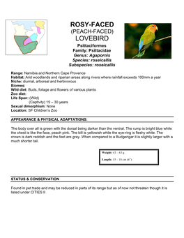 Rosy-Faced Lovebird