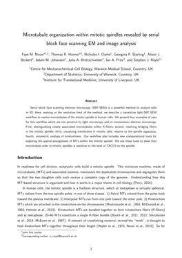 Microtubule Organization Within Mitotic Spindles Revealed by Serial Block Face Scanning EM and Image Analysis