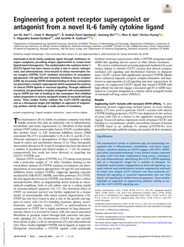 Engineering a Potent Receptor Superagonist Or Antagonist from a Novel IL-6 Family Cytokine Ligand