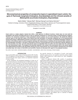 Micromechanical Properties of Consecutive Layers in Specialized