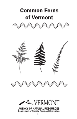 Common Ferns of Vermont