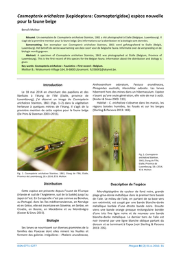 Cosmopterix Orichalcea (Lepidoptera: Cosmopterigidae) Espèce Nouvelle Pour La Faune Belge