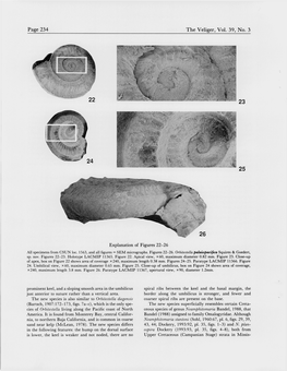 Page 234 the Veliger, Vol. 39, No. 3