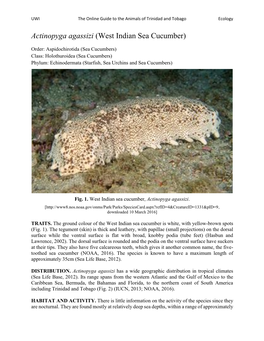 Actinopyga Agassizi (West Indian Sea Cucumber)