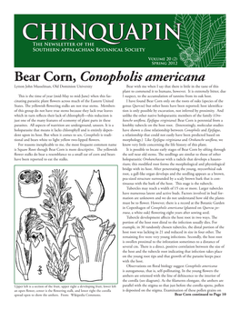 CHINQUAPIN the Newsletter of the Southern Appalachian Botanical Society