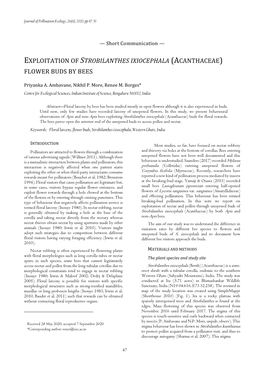 Exploitation of Strobilanthes Ixiocephala (Acanthaceae) Flower Buds by Bees