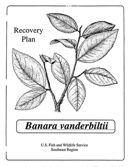 Banara Vanderbiltii 3