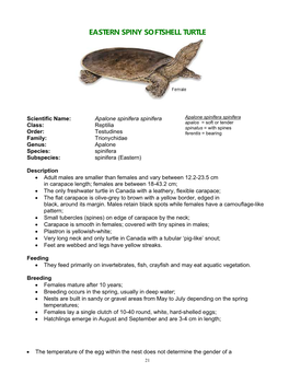 Eastern Spiny Softshell Turtle