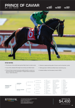 Stallion Brochure