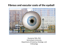 Fibrous and Vascular Coats of the Eyeball