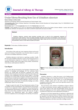 Uvular Edema Resulting from Use of Ecballium Elaterium