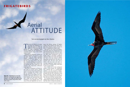 Frigatebirds