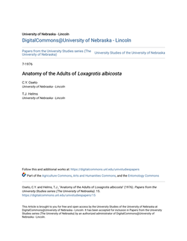 Anatomy of the Adults of Loxagrotis Albicosta