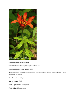 WOOD LILY Scientific Name: Lilium Philadelphicum Linnaeus Other