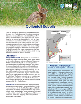 Cottontail Rabbits