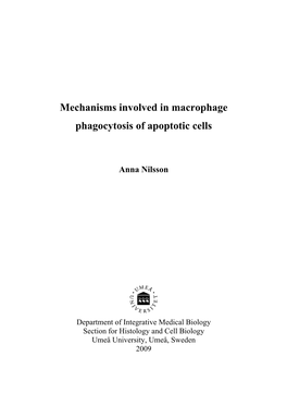 Mechanisms Involved in Macrophage Phagocytosis of Apoptotic Cells