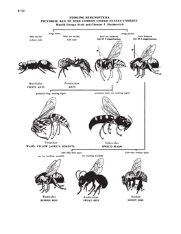 Hymenoptera.Pdf