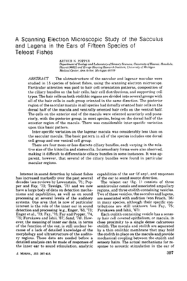 A Scanning Electron Microscopic Study of the Sacculus and Lagena in the Ears of Fifteen Species of Teleost Fishes