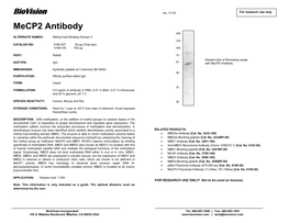Mecp2 Antibody