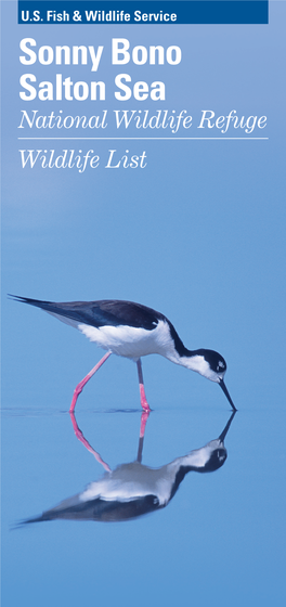 Sonny Bono Salton Sea National Wildlife Refuge Wildlife List Introduction