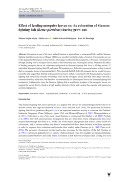 Effect of Feeding Mosquito Larvae on the Coloration of Siamese Fighting Fish (Betta Splendens) During Grow-Out