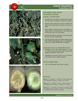 Verticillium Wilt