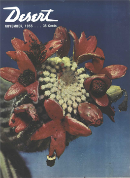 Desert Magazine 1955 November