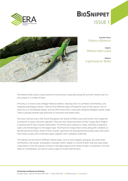 Maltese Wall Lizard