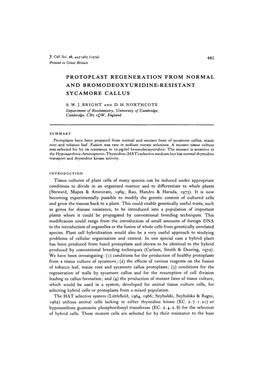 Protoplast Regeneration from Normal and Bromodeoxyuridine-Resistant Sycamore Callus