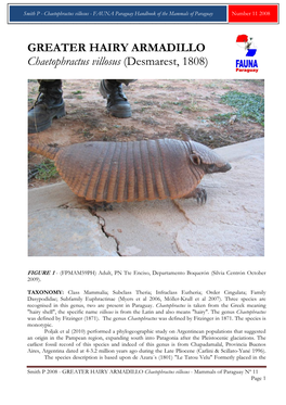 GREATER HAIRY ARMADILLO Chaetophractus Villosus (Desmarest, 1808)