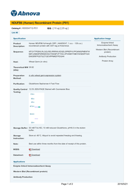 NDUFB6 (Human) Recombinant Protein (P01)