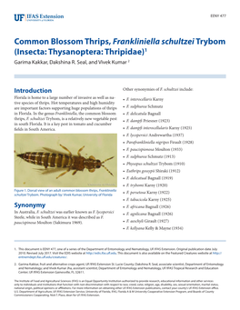 Common Blossom Thrips, Frankliniella Schultzei Trybom (Insecta: Thysanoptera: Thripidae)1 Garima Kakkar, Dakshina R