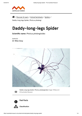 Daddy-Long-Legs Spider - the Australian Museum