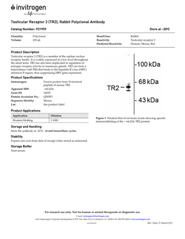 Testicular Receptor 2 (TR2), Rabbit Polyclonal Antibody