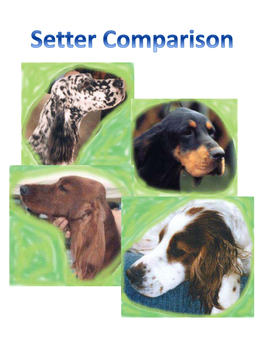 Gordon Setter Eyes - a Fair Size, Wise, Oval, Neither Deep Set Nor Bulging