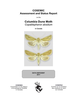 Sr Columbia Dune Moth, Copablepharon Absidum