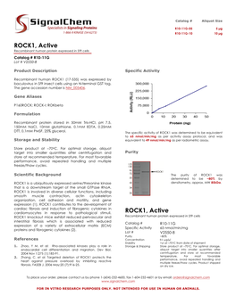 ROCK1, Active Recombinant Human Protein Expressed in Sf9 Cells