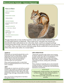 Massachusetts Animals – Eastern Chipmunk