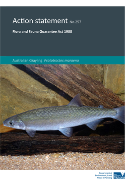 Australian Grayling Prototroctes Maraena © the State of Victoria Department of Environment, Land, Water and Planning 2015