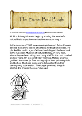 Bowerbird Bugle, Edition 41